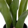 Koristekasvi Polyesteri Polyetyleeni Rauta 11 x 11 x 31 cm