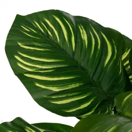 Dekoratīvs Augs Polietilēns Plastmasa Calathea 28 x 28 x 37 cm