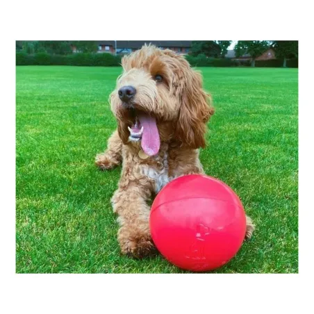 Koiranlelu Company of Animals Boomer Polyetyleeni 250mm