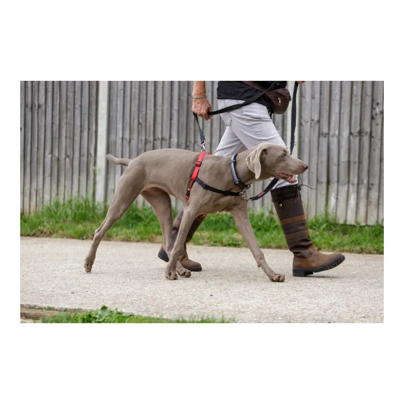 Koera rakmed Company of Animals Halti Must/Punane Suurus S (36-64 cm)