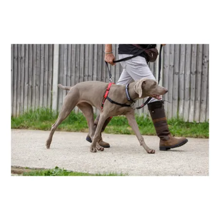 Koiran valjaat Company of Animals Halti Musta/Punainen Koko S (36-64 cm)