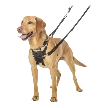 Koera rakmed Company of Animals Halti Suurus M (34-56 cm)