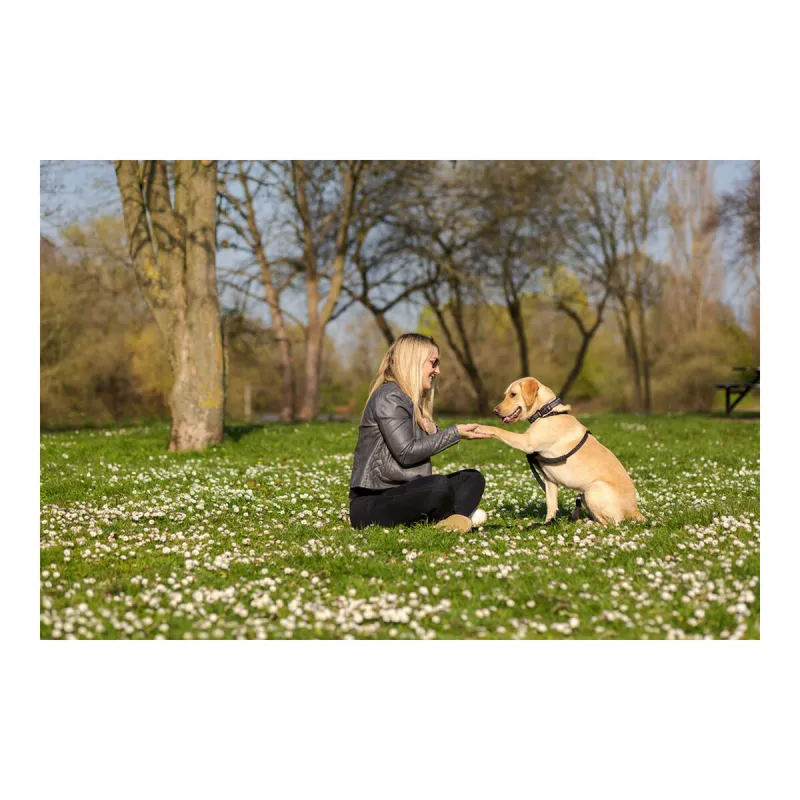 Koera rakmed Company of Animals Halti Suurus M (34-56 cm)