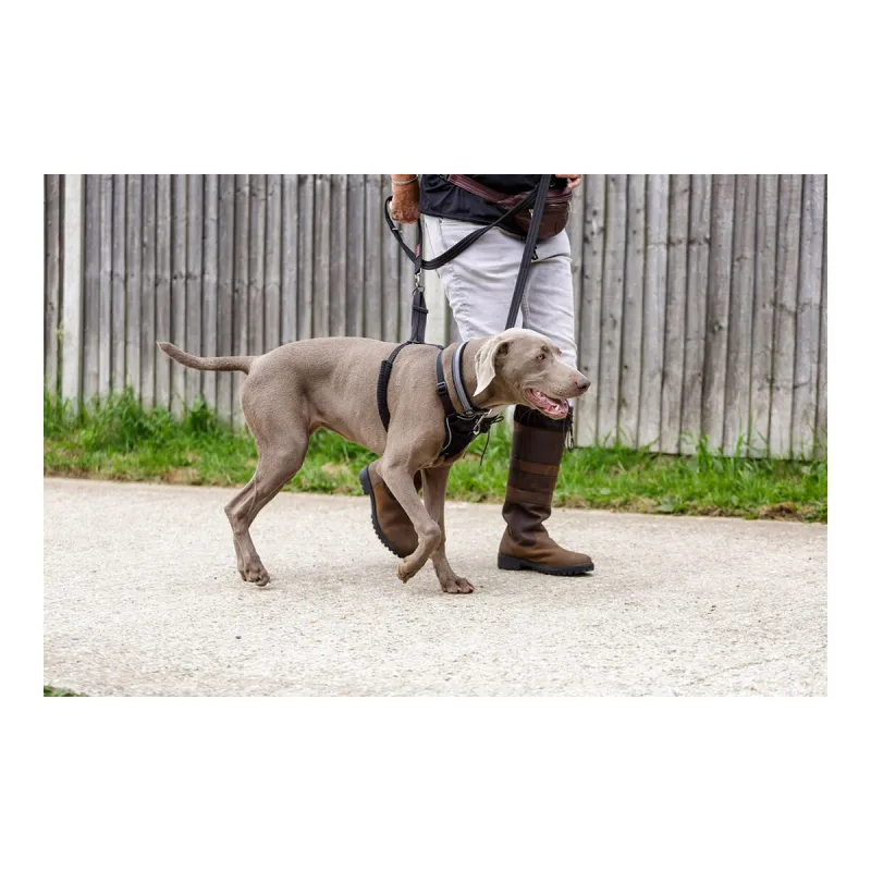 Koera rakmed Company of Animals Halti Suurus M (34-56 cm)