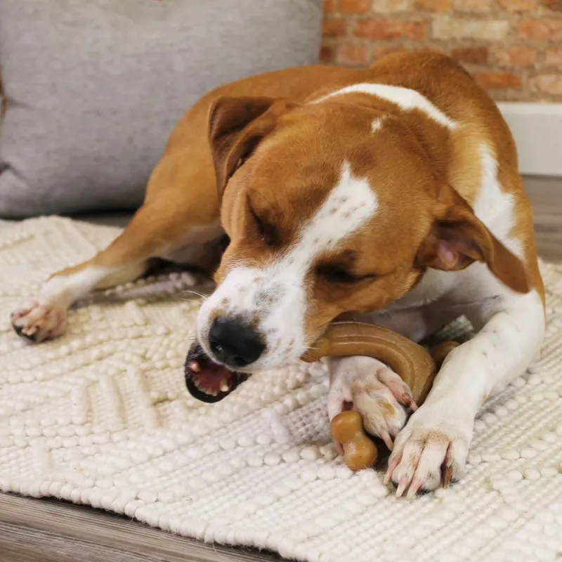 Šunų kramtomasis žaislas Nylabone Ruda Bacon Dirbtinis L
