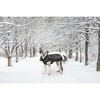 Koera mantel Dog Gone Smart Must 50 cm