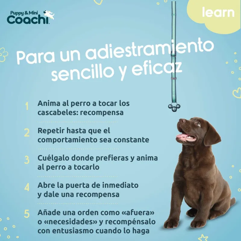 Koera rakmed Coachi