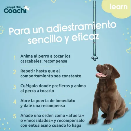 Koera rakmed Coachi