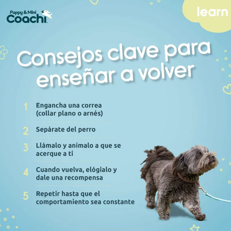 Treniruotės diržas Coachi Puppy & Mini Žalia 5 m