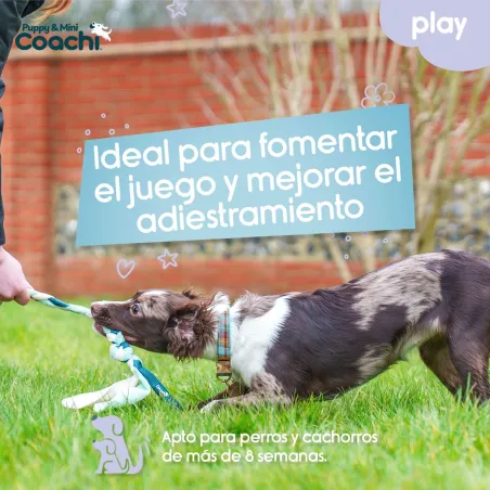 Dog Harness Coachi