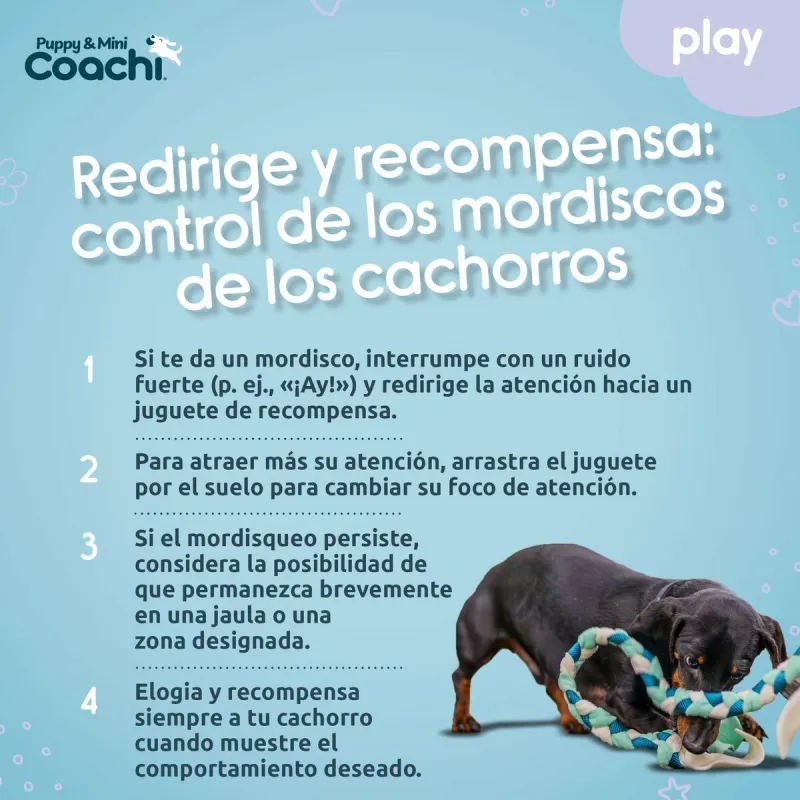 Упряжь для собак Coachi