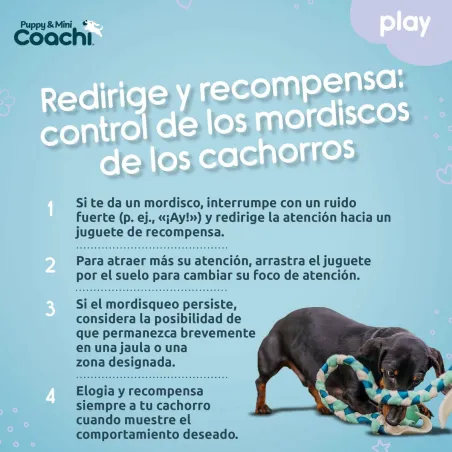 Koera rakmed Coachi