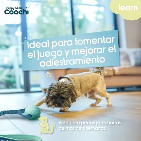 Koera rakmed Coachi