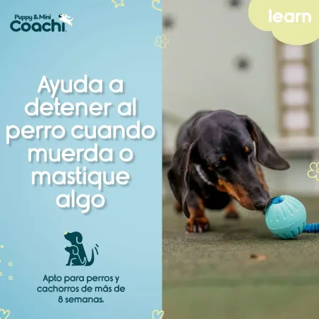 Koera rakmed Coachi