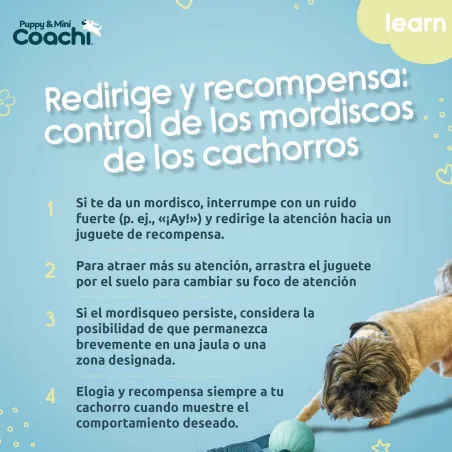 Koera rakmed Coachi