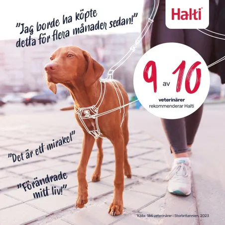 Dog Harness Company of Animals Orange 20