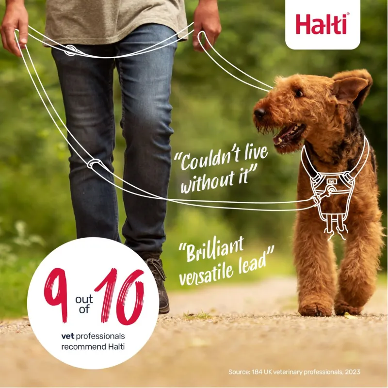 Harjoitteluhihna Company of Animals BURNT Oranssi