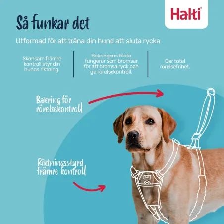 Koera rakmed Company of Animals COBALT Sinine L