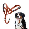 Намордник Company of Animals BURNT Оранжевый 4