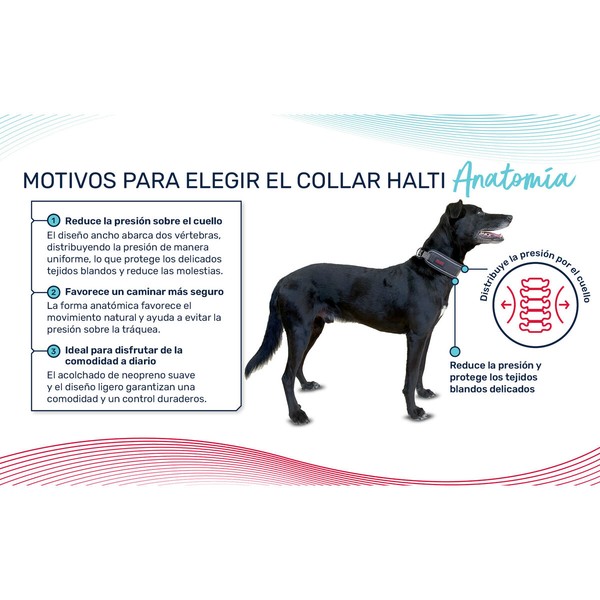 Dog collar Company of Animals Green