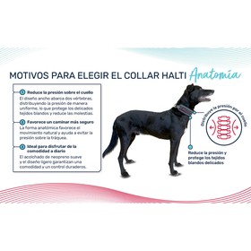 Dog collar Company of Animals Green