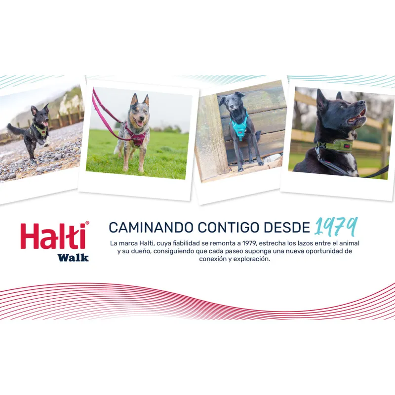 Dog collar Company of Animals Grey