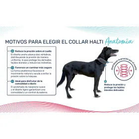 Dog collar Company of Animals