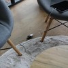 Удлинительный кабель Chacon 1,5 m