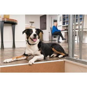 Anti-bark collar PetSafe Blue