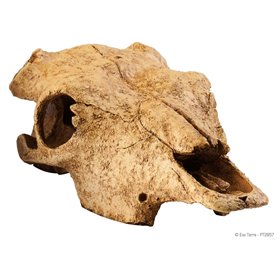 Terrarium decoration cattle skull, EXO-TERRA