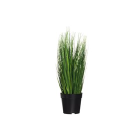 4Living Onion Grass 54 cm