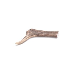 Record natural deer horn L