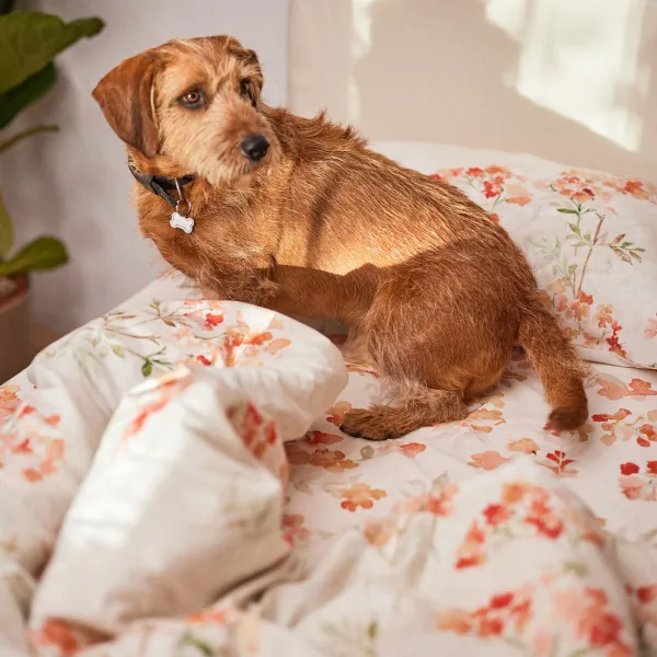 Set of refillable, Anti-drip Paint Rollers Roll'n'paint InnovaGoods 5 Pieces