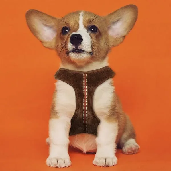 Dog Harness Star Wars Brown