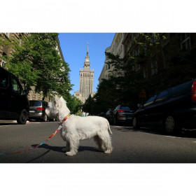 Dog collar Matteo 38-65 cm Printed