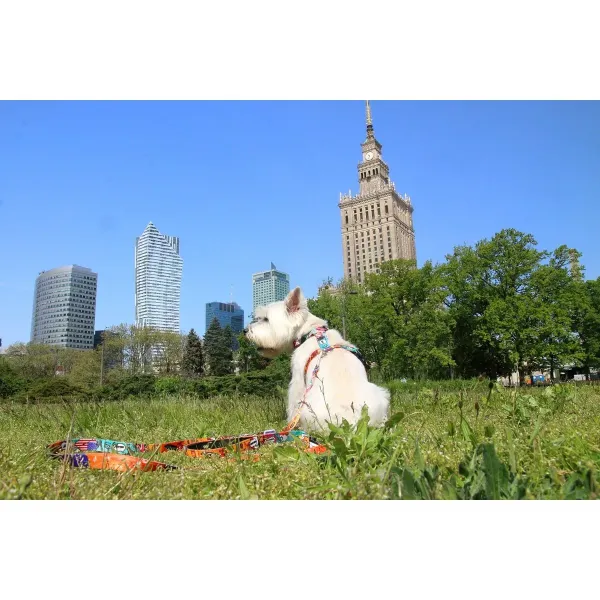 Dog collar Matteo 38-65 cm Printed