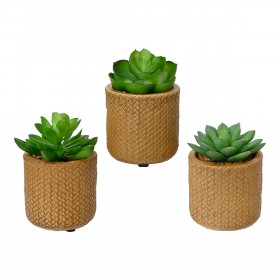 Decorative Plant EDM 898158 10 cm Succulent