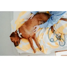 Stain-proof resined tablecloth Harry Potter Ravenclaw Multicolour 200 x 150 cm