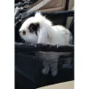 Dog Carrier for Seat Purlov 20973