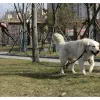 Helkurrihm treeningrihmale 5m Purlov 21655
