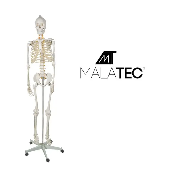 Human Skeleton - 170cm Malatec 22583