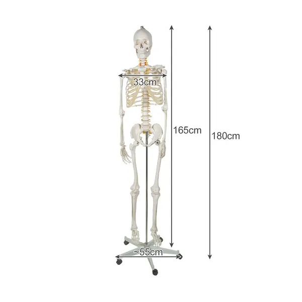 Human Skeleton - 170cm Malatec 22583