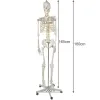 Žmogaus skeletas – 170cm Malatec 22583