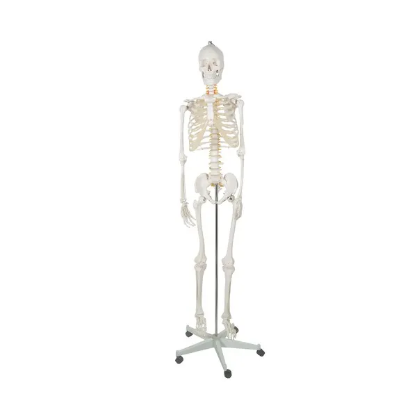 Human Skeleton - 170cm Malatec 22583