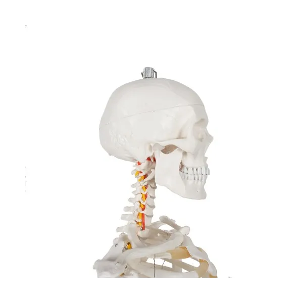 Human Skeleton - 170cm Malatec 22583