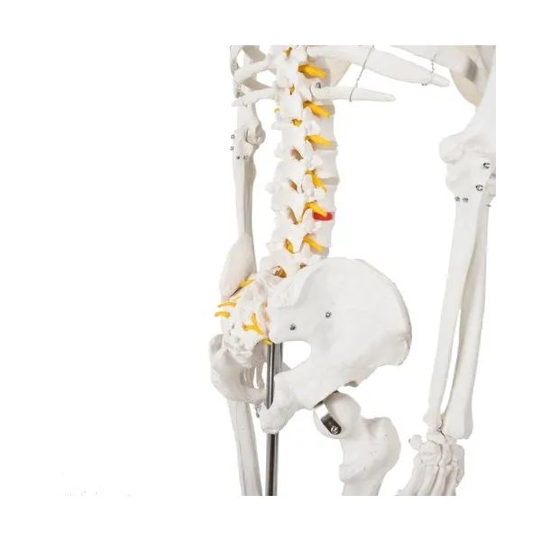 Human Skeleton - 170cm Malatec 22583