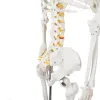 Ihmisen luuranko - 170 cm Malatec 22583