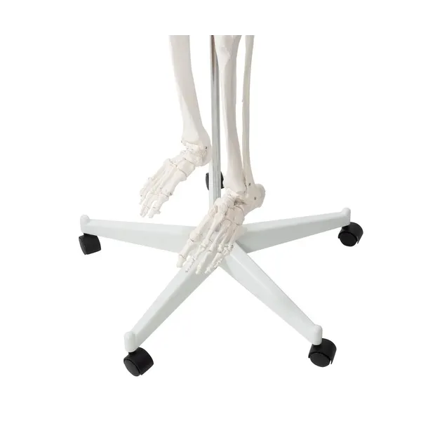 Cilvēka skelets - 170 cm Malatec 22583