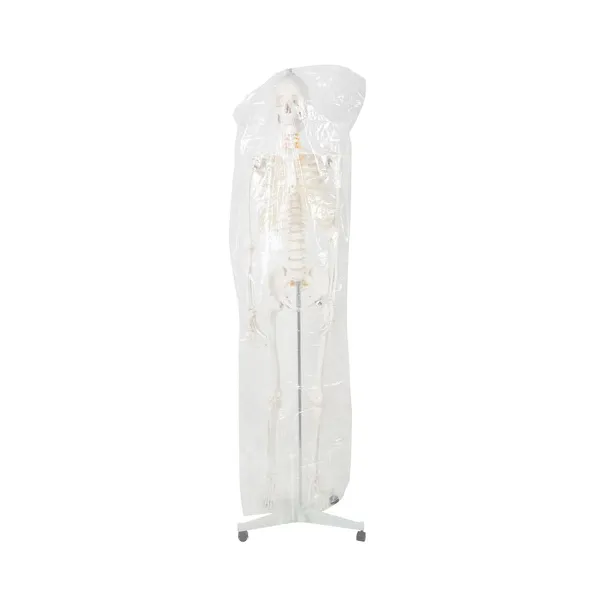 Human Skeleton - 170cm Malatec 22583