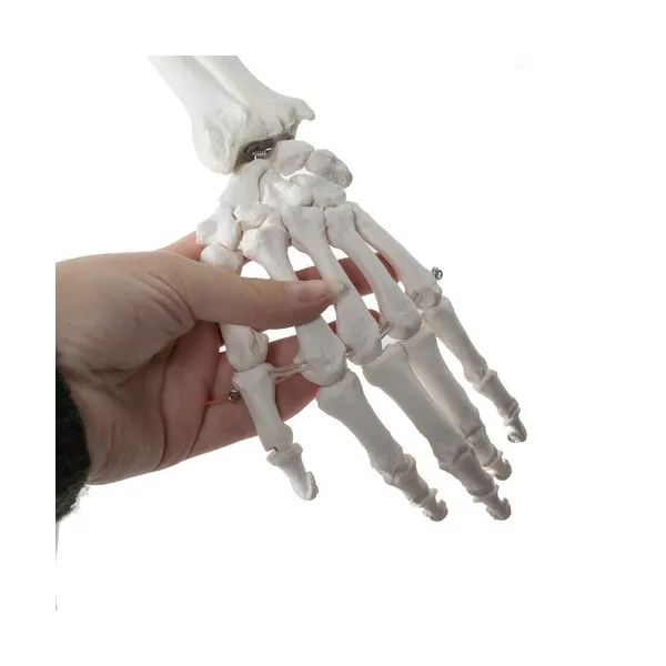 Cilvēka skelets - 170 cm Malatec 22583